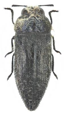 Acmaeodera cylindrica